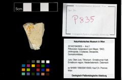 Foto (Objekt + Etikett) von Pithonoton marginatum (von Meyer, 1842)  (NHMW-GEO-2014-0194-0835)